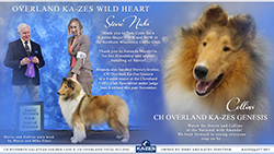 Ka-Zes Collies -- Overland Ka-Zes Wild Heart / CH Overland Ka-Zes Genesis