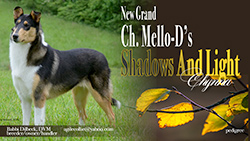 GCH Mello-D's Shadows And Light 
