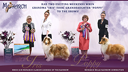 Monarch Collies -- GCH Monarch Clarion Goddess Of The Rainbow and Monarch Milas Rainbow Connection