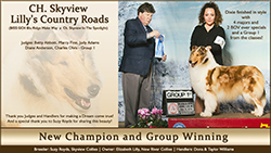 New River Collies -- CH Skyview Lilly's Country Roads