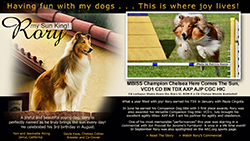 Tom and Jeannette Poling / Gayle Kaye, Chelsea Collies -- CH Chelsea Here Comes the Sun, VCD1 CD BN TDX AXP AJP CGC HIC

