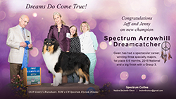 Spectrum Collies -- Spectrum Arrowhill Dreamcatcher