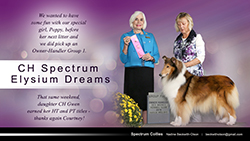 Spectrum Collies -- CH Spectrum Elysium Dreams