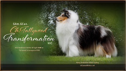Tallywood Collies -- AM / CAN GCH Tallywood Transformation HIC