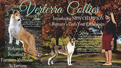 Verterra Collies -- Sunnland's Fortunate Memories At Verterra and CH Romany's Curb Your Enthusiasm
