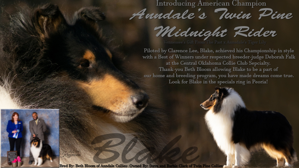 Twin Pine Collies -- Anndale's Twin Pine Midnight Rider