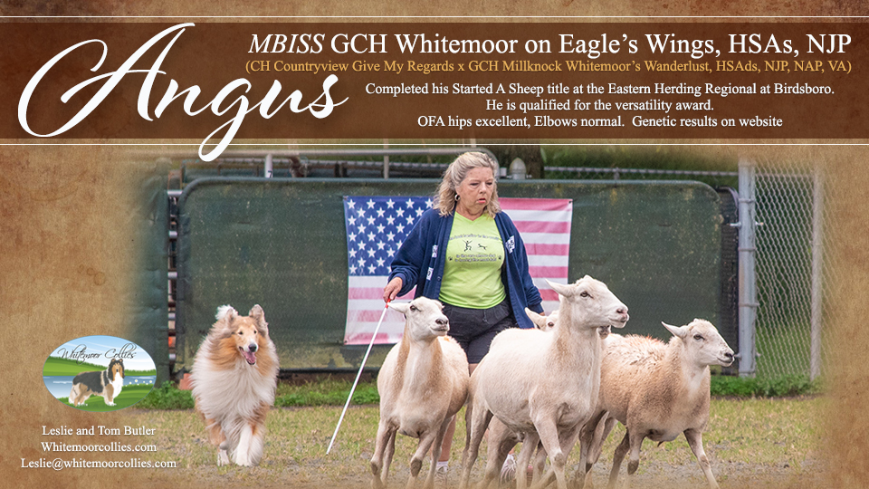 Whitemoor Collies --GCH Whitemoor on Eagle’s Wings, HSAs, NJP