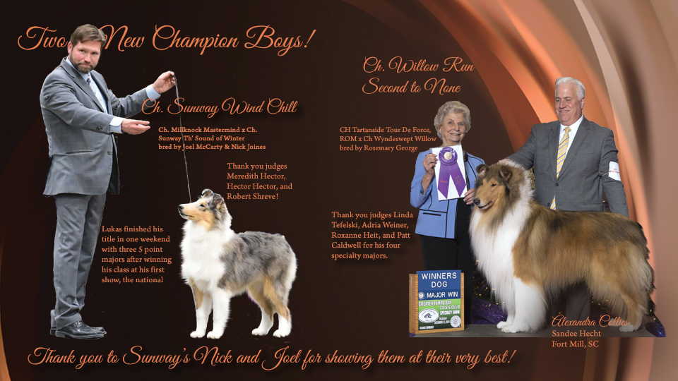 Alexandra Collies -- CH Willow Run Second To None / CH Sunway Wind Chill