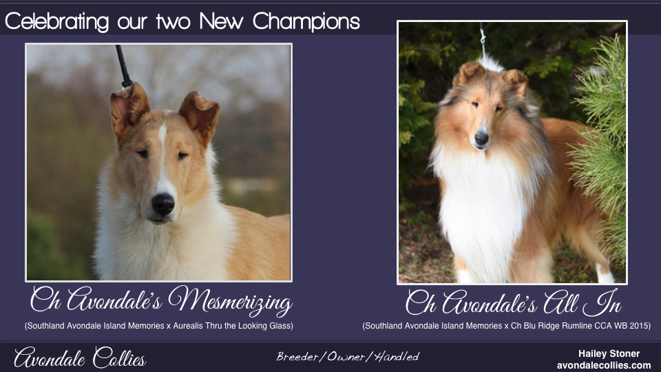 Avondale Collies -- CH Avondale's Mesmerizing / CH Avondale's All In