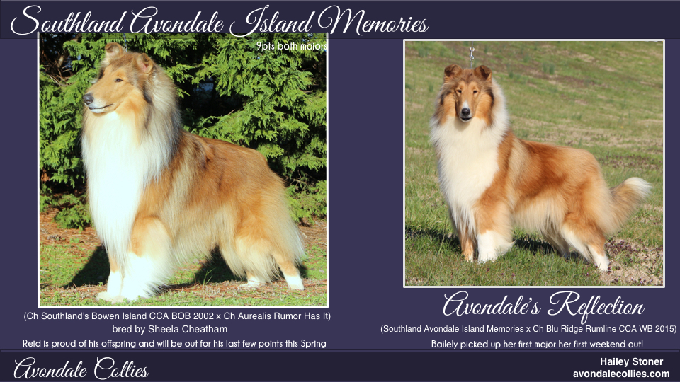 Avondale Collies -- Southland Avondale Island Memories / Avondale's Reflection