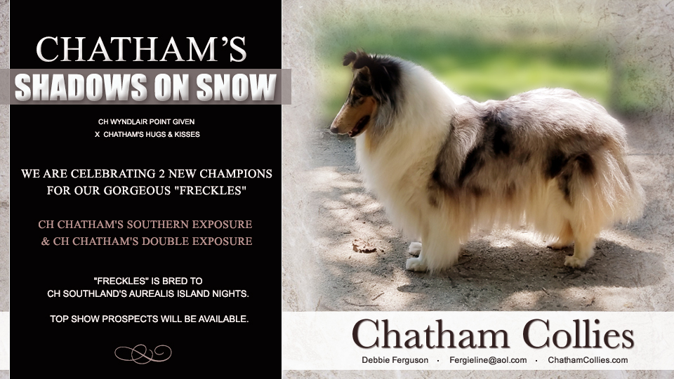 Chatham Collies -- Chatham's Shadows On Snow 