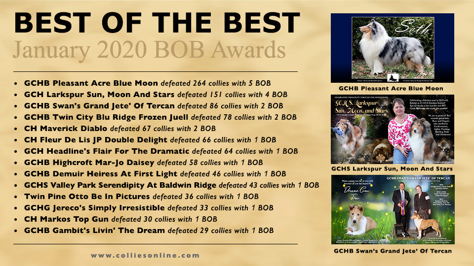 Colliesonline.com -- Best of The Best / January 2020 BOB Awards