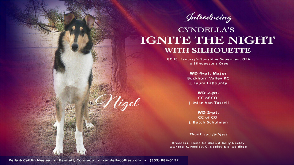 Cyndella Collies --  Cyndella's Ignite The Night With Silhouette