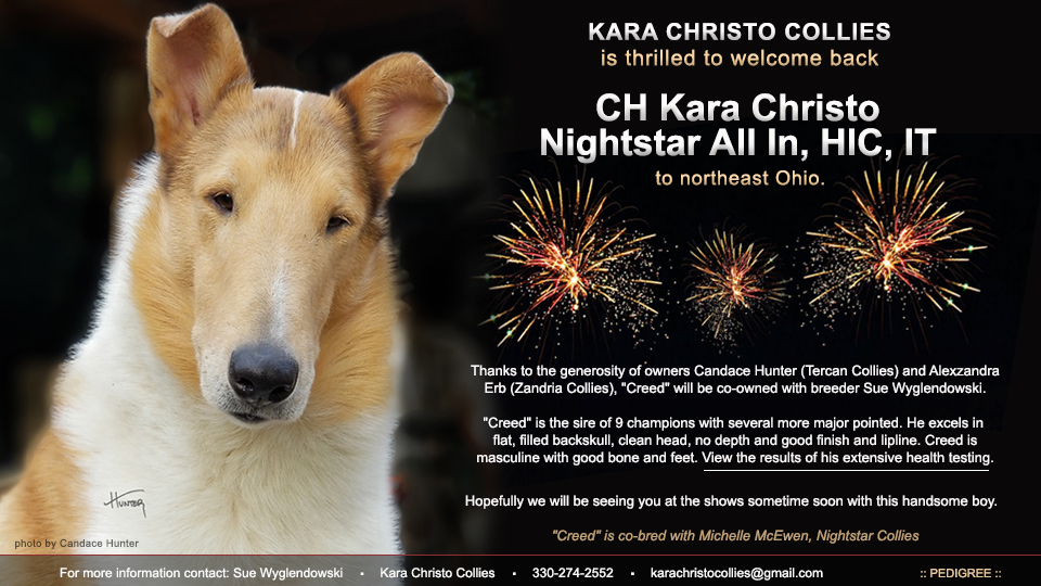 Kara Christo Collies -- CH Kara Christo Nightstar All In, HIC IT