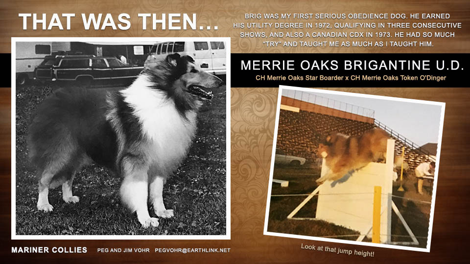 Mariner Collies -- Merrie Oaks Brigantine UD