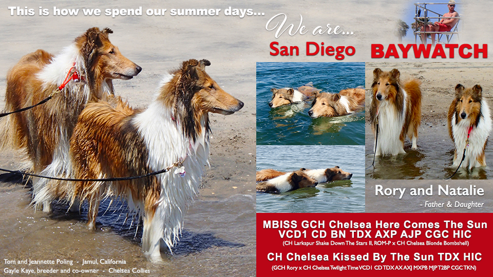 Tom and Jeannette Poling / Gayle Kaye, Chelsea Collies -- GCH Chelsea Here Comes The Sun, VCD1 CD BN TDX AXP AJP CGC HIC / CH Chelsea Kissed By The Sun TDX HIC