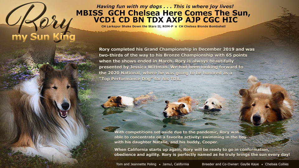 Tom and Jeannette Poling / Gayle Kaye, Chelsea Collies -- GCH Chelsea Here Comes The Sun,  VCD1 CD BN TDX AXP AJP CGC HIC