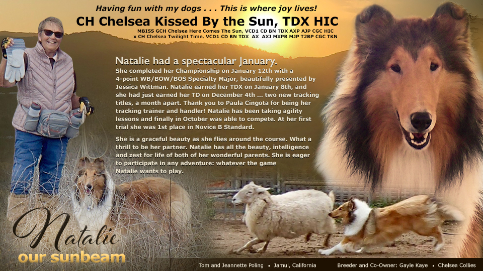 Tom and Jeannette Poling / Gayle Kaye, Chelsea Collies -- CH Chelsea Kissed By the Sun, TDX HIC