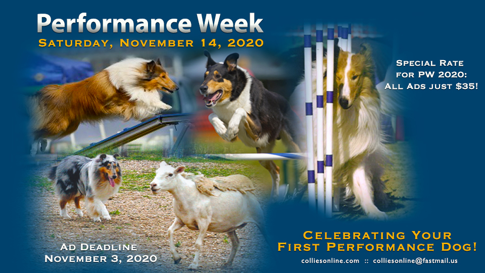 Colliesonline.com -- Performance Week 2020 / Celebrating Your First Performance Dog!