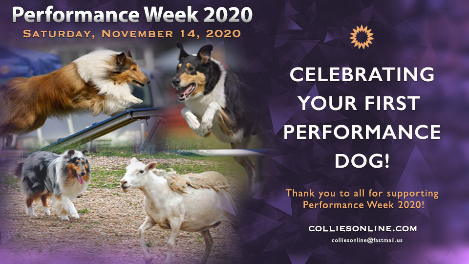 Colliesonline.com -- Performance Week 2020 / Celebrating Your First Performance Dog!