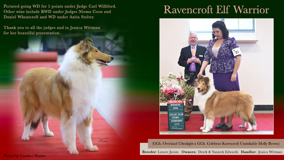 Ravencroft Collies -- Ravencroft Elf Warrior