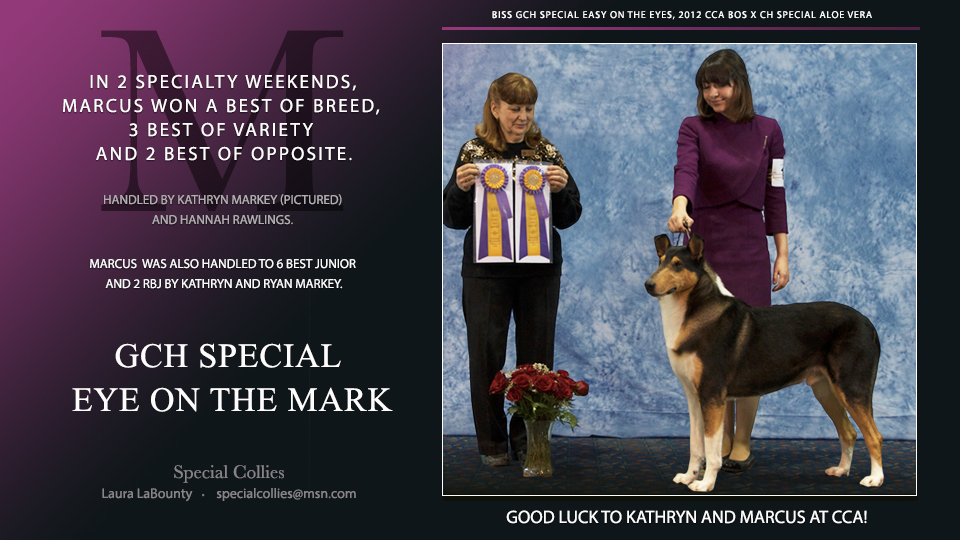 Special Collies -- GCH Special Eye On The Mark