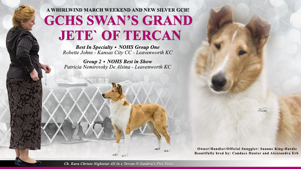Swan Collies -- GCHS Swan's Grand Jete' Of Tercan