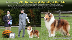 Devinwood Collies -- CH Devinwood Moonlight Ramble
