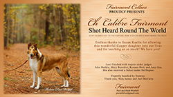 Fairmont Collies -- CH Calibre Fairmont Shot Heard Round The World