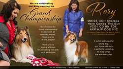 Tom and Jeannette Poling / Gayle Kaye, Chelsea Collies -- GCH Chelsea Here Comes The Sun, VCD1 CD BN TDX AXP AJP CGC HIC