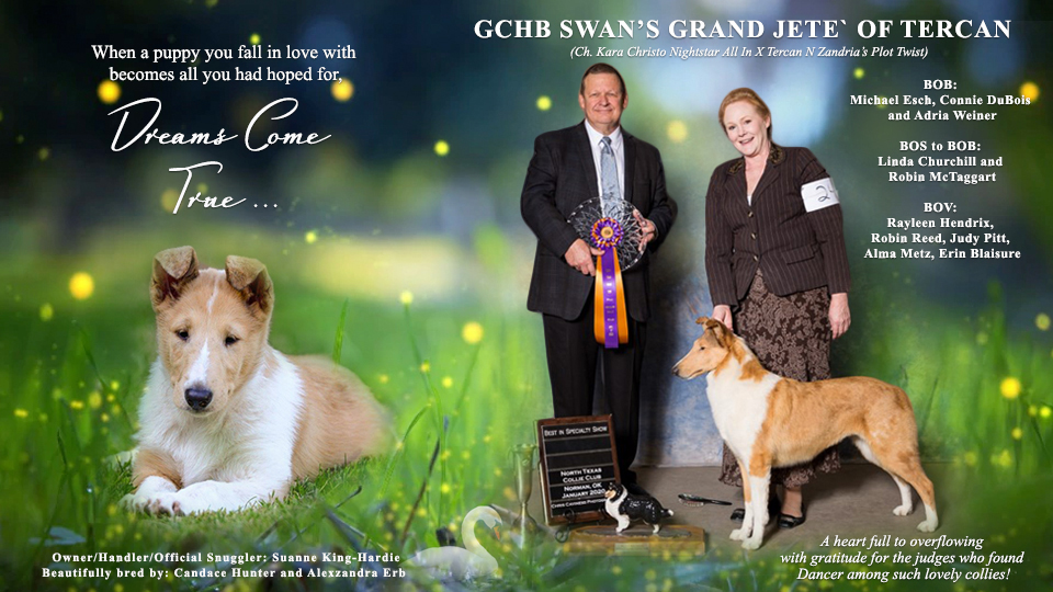Swan Collies -- GCHB Swan's Grand Jete' Of Tercan