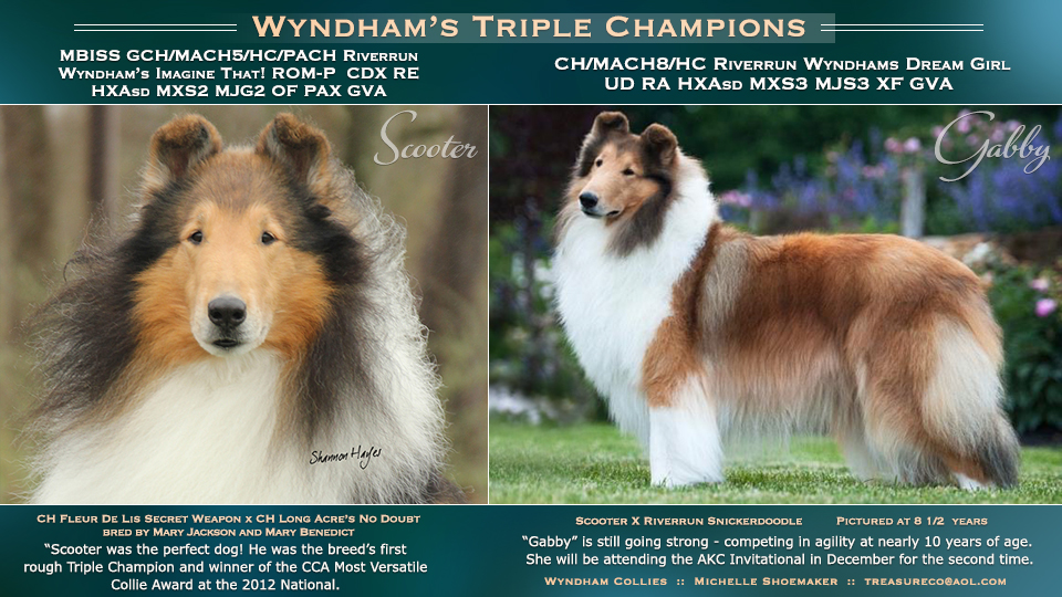 Wyndham Collies -- The Triple Champions: GCH/MACH5/HC/PACH Riverrun Wyndham’s Imagine That! ROM-P  CDX RE HXAsd MXS2 MJG2 OF PAX GVA  / CH MACH8/HC Riverrun Wyndhams Dream Girl UD RA HSAsd MXS3 MJS3 XF GVA