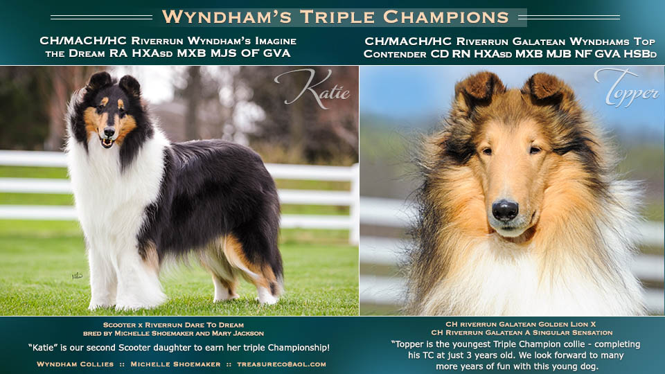 Wyndham Collies -- The Triple Champions: CH/MACH/HC Riverrun Wyndham’s Imagine the Dream RA HXAsd MXB MJS OF GVA HSBd  