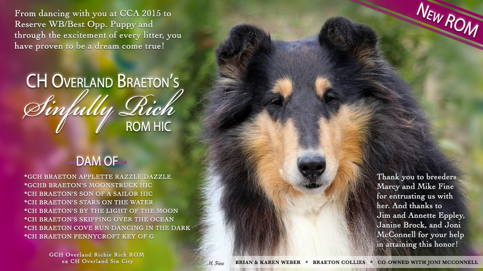 Braeton Collies -- CH Overland Braeton's Sinfully Rich, ROM HIC