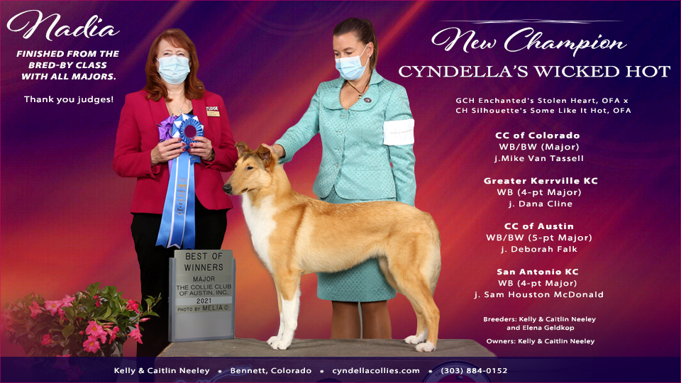 Cyndella Collies -- Cyndella's Wicked Hot