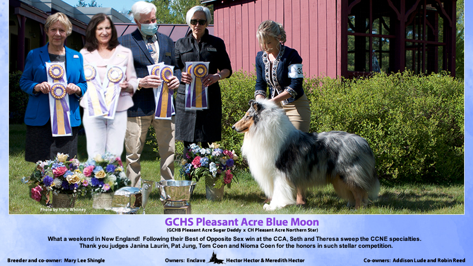 Enclave Collies -- GCHS Pleasant Acre Blue Moon