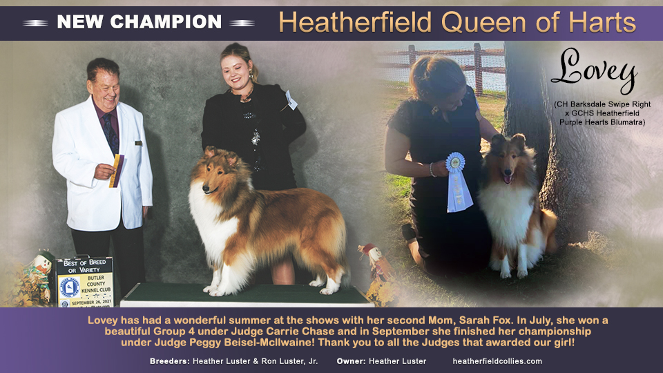 Heatherfield Collies -- CH Heatherfield Queen Of Harts