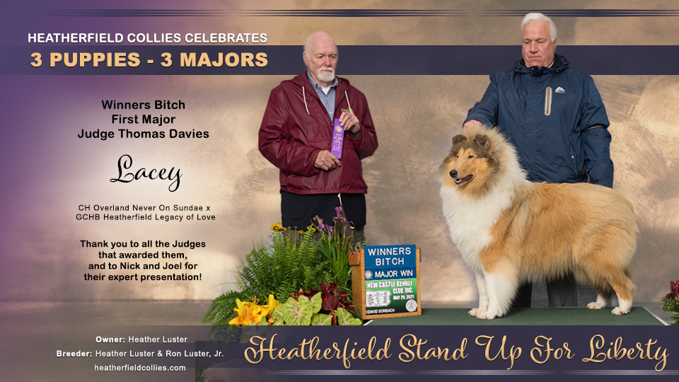 Heatherfield Collies -- Heatherfield Stand Up For Liberty