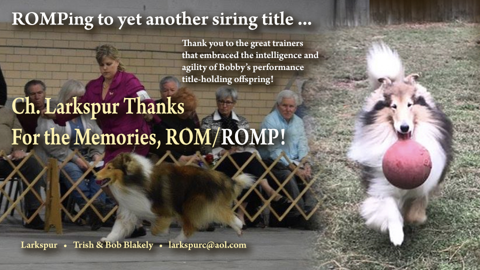 Larkspur Collies -- CH Larkspur Thanks For The Memories, ROM, ROMP