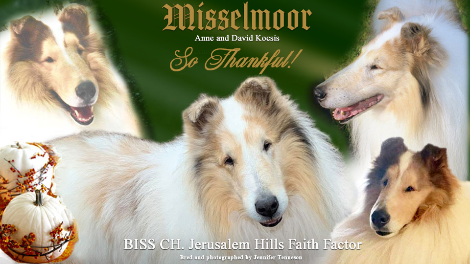 Misselmoor Collies -- CH Jerusalem Hills Faith Factor
