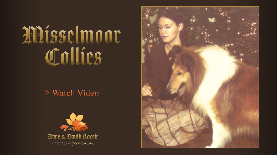 Misselmoor Collies -- A Thanksgiving Video Celebration