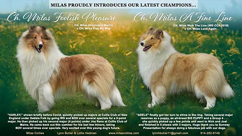 Milas Collies -- CH Milas Foolish Pleasure / CH Milas A Fine Line