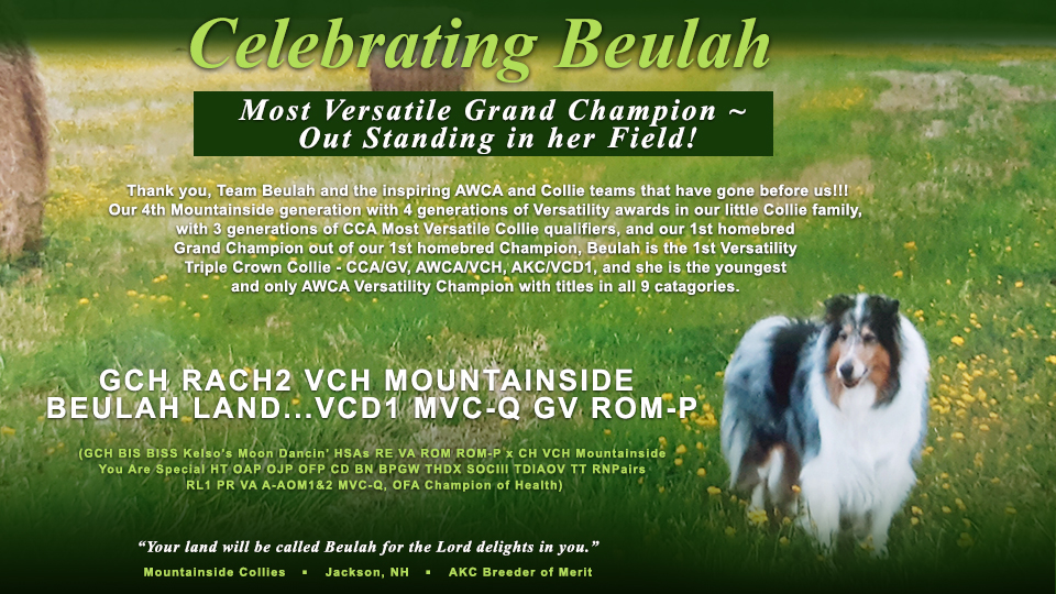 Mountainside Collies --  GCH RACH2 VCH Mountainside Beulah Land...VCD1 MVC-Q GV ROM-P