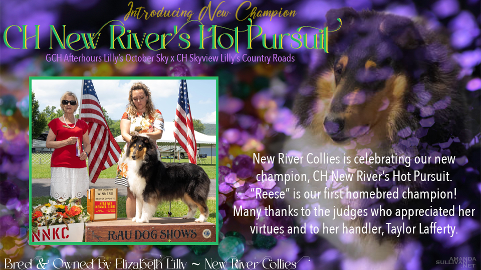 New River Collies -- CH New River's Hot Pursuit