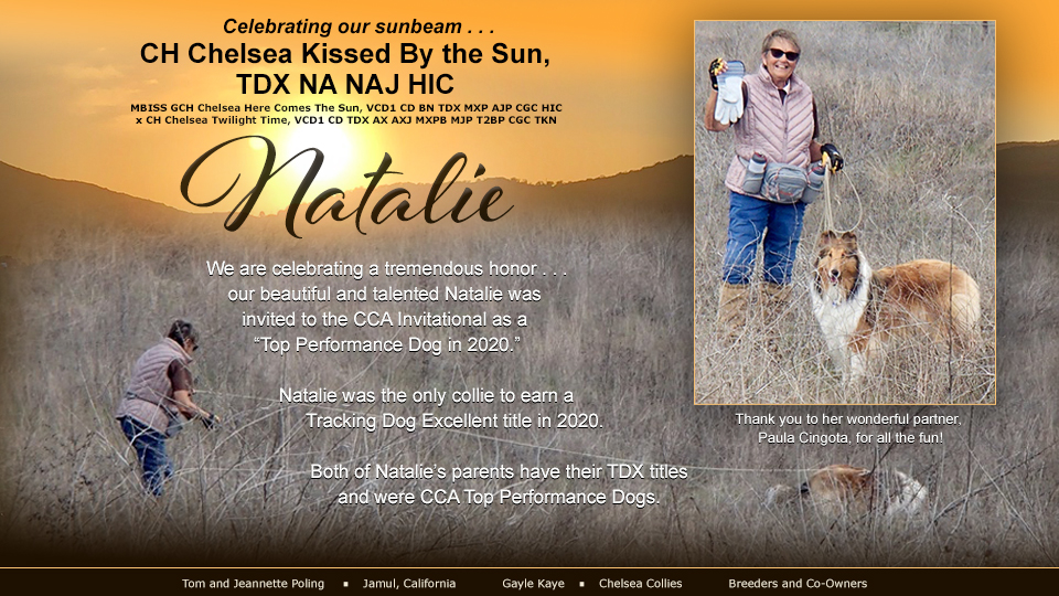 Tom and Jeannette Poling / Gayle Kaye, Chelsea Collies -- CH Chelsea Kissed By the Sun, TDX NA NAJ HIC