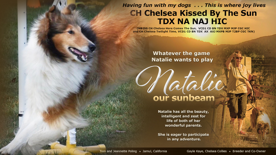 Tom and Jeannette Poling / Gayle Kaye, Chelsea Collies -- CH Chelsea Kissed By The Sun TDX NA NAJ HIC