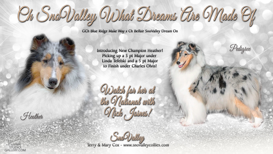 SnoValley Collies -- CH SnoValley What Dreams Are Made Of
