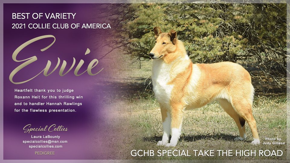 Special Collies -- GCHB Special Take The High Road