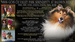 Baldwin Ridge Collies -- GCHS CH Valley Park Serendipity At Baldwin Ridge FDC HIC CGC CGCA CGCU TKN 