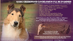 Creekwood Collies -- GCHG Creekwood Lochlomun I'll Be D'amned